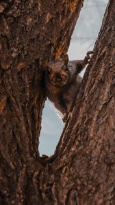 Preview wallpaper squirrel, tree, brown, animal