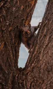 Preview wallpaper squirrel, tree, brown, animal
