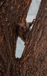 Preview wallpaper squirrel, tree, brown, animal