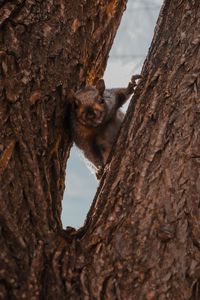 Preview wallpaper squirrel, tree, brown, animal