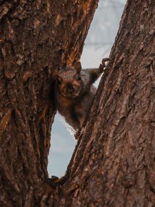Preview wallpaper squirrel, tree, brown, animal