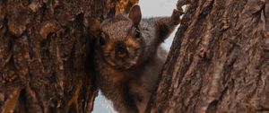 Preview wallpaper squirrel, tree, brown, animal