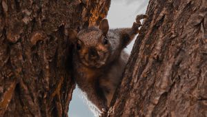 Preview wallpaper squirrel, tree, brown, animal