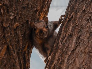 Preview wallpaper squirrel, tree, brown, animal