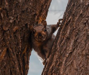 Preview wallpaper squirrel, tree, brown, animal