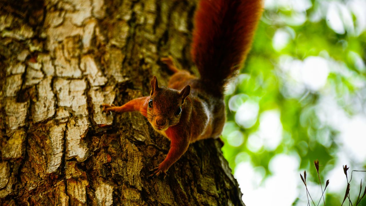 Wallpaper squirrel, tree, climb