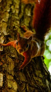 Preview wallpaper squirrel, tree, climb