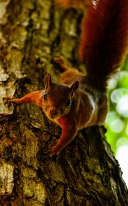 Preview wallpaper squirrel, tree, climb