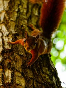 Preview wallpaper squirrel, tree, climb