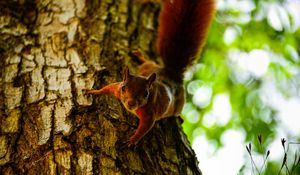 Preview wallpaper squirrel, tree, climb