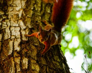 Preview wallpaper squirrel, tree, climb