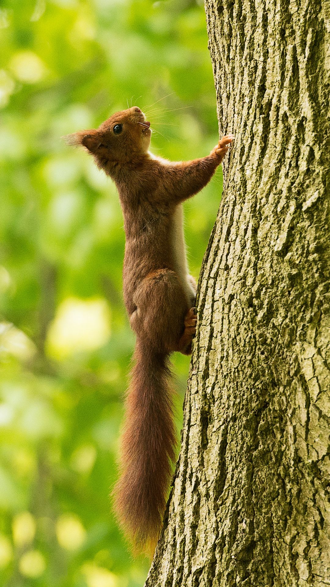 Download wallpaper 1080x1920 squirrel, tree, climb samsung galaxy s4 ...