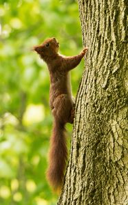 Preview wallpaper squirrel, tree, climb