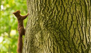 Preview wallpaper squirrel, tree, climb