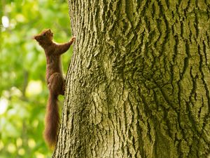 Preview wallpaper squirrel, tree, climb