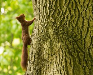 Preview wallpaper squirrel, tree, climb