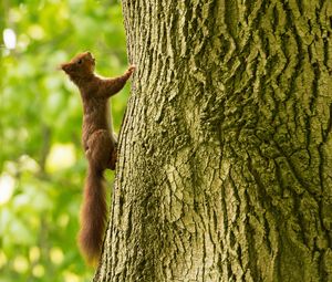 Preview wallpaper squirrel, tree, climb