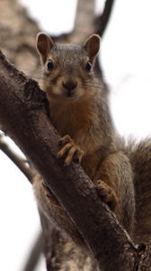Preview wallpaper squirrel, tree, climbing, branch