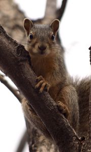 Preview wallpaper squirrel, tree, climbing, branch