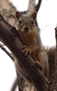 Preview wallpaper squirrel, tree, climbing, branch