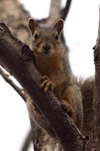 Preview wallpaper squirrel, tree, climbing, branch