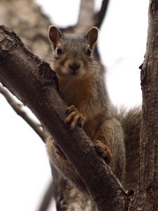 Preview wallpaper squirrel, tree, climbing, branch