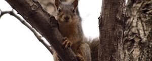 Preview wallpaper squirrel, tree, climbing, branch