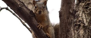 Preview wallpaper squirrel, tree, climbing, branch