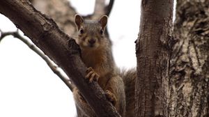 Preview wallpaper squirrel, tree, climbing, branch