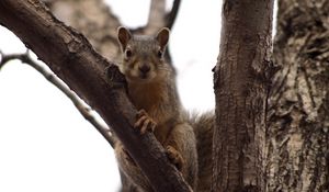 Preview wallpaper squirrel, tree, climbing, branch