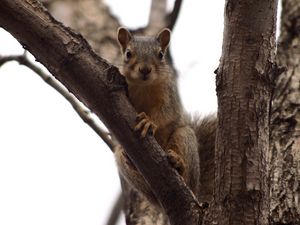 Preview wallpaper squirrel, tree, climbing, branch