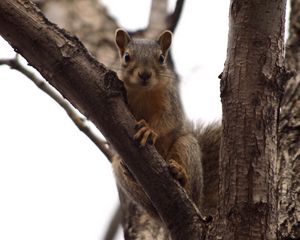 Preview wallpaper squirrel, tree, climbing, branch