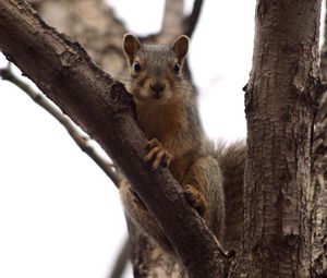 Preview wallpaper squirrel, tree, climbing, branch