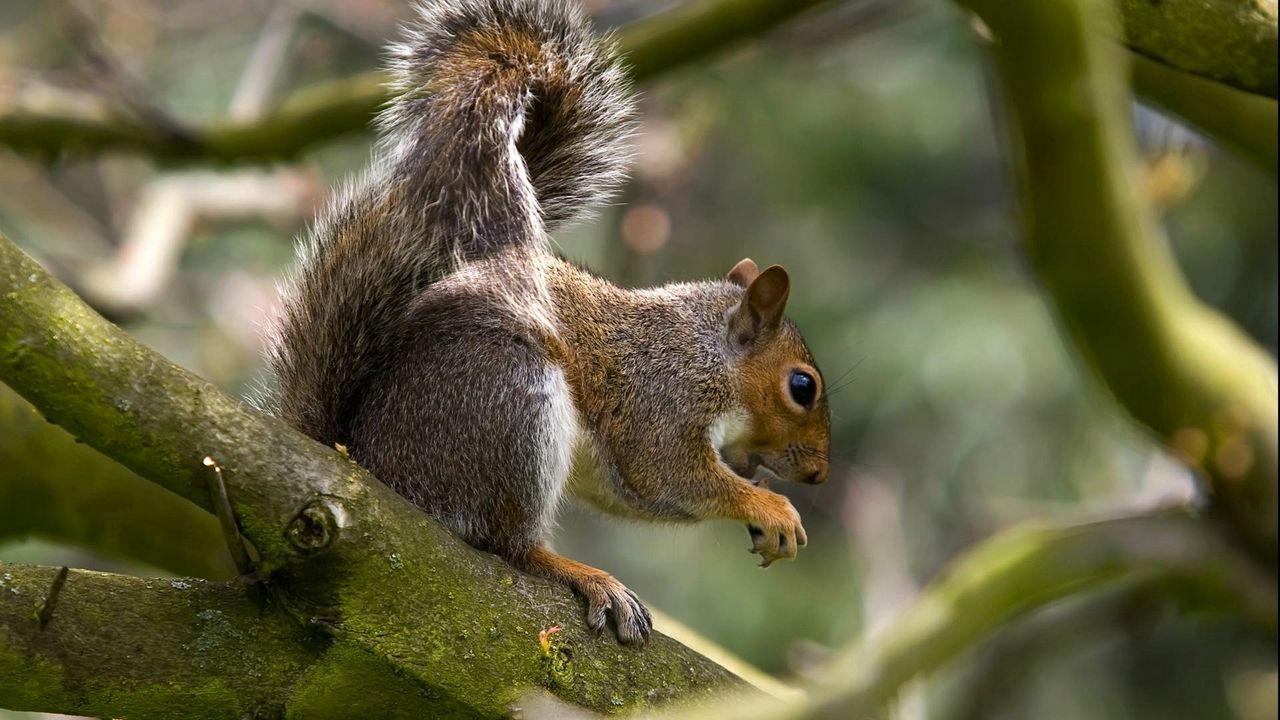 Wallpaper squirrel, tree, climbing, hunting, collecting, food