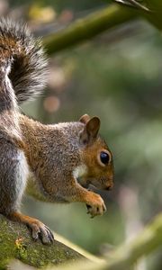 Preview wallpaper squirrel, tree, climbing, hunting, collecting, food