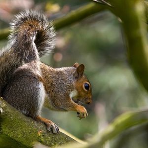 Preview wallpaper squirrel, tree, climbing, hunting, collecting, food