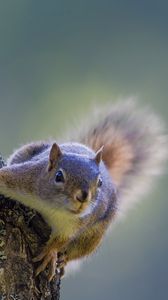 Preview wallpaper squirrel, tree, climbing, bark, wood