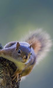 Preview wallpaper squirrel, tree, climbing, bark, wood