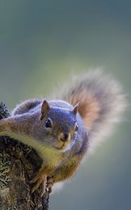 Preview wallpaper squirrel, tree, climbing, bark, wood