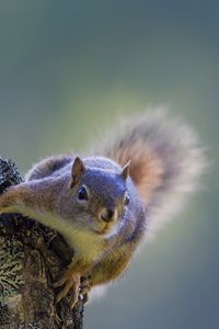 Preview wallpaper squirrel, tree, climbing, bark, wood