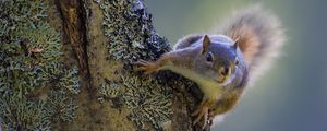 Preview wallpaper squirrel, tree, climbing, bark, wood