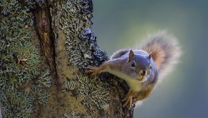 Preview wallpaper squirrel, tree, climbing, bark, wood