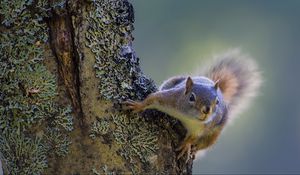 Preview wallpaper squirrel, tree, climbing, bark, wood