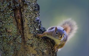 Preview wallpaper squirrel, tree, climbing, bark, wood