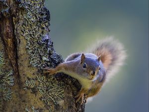 Preview wallpaper squirrel, tree, climbing, bark, wood