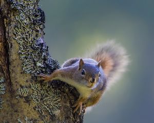 Preview wallpaper squirrel, tree, climbing, bark, wood