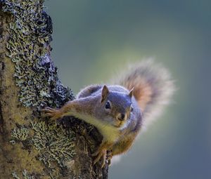Preview wallpaper squirrel, tree, climbing, bark, wood