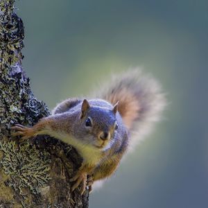 Preview wallpaper squirrel, tree, climbing, bark, wood