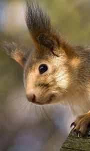 Preview wallpaper squirrel, tree, climbing, face, ears, fur