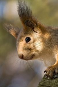 Preview wallpaper squirrel, tree, climbing, face, ears, fur